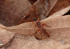 Cratichneumon w-album