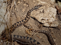 Vipera aspis atra