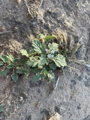 Glandularia quadrangulata