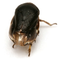 Clastoptera xanthocephala