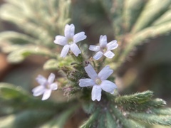 Glandularia quadrangulata