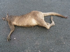 Macropus