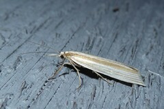 Orocrambus angustipennis