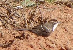 Pomatostomus ruficeps