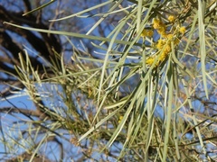 Acacia ammophila
