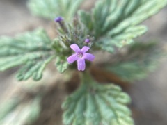 Glandularia pumila
