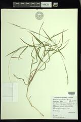 Muhlenbergia sylvatica