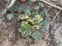 Glandularia quadrangulata