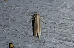 Orocrambus angustipennis