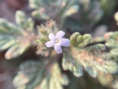 Glandularia quadrangulata