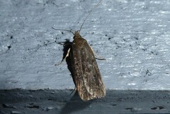 Phaeosaces apocrypta