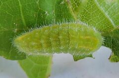 Satyrium calanus