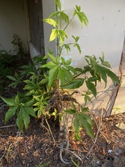 Syngonium angustatum