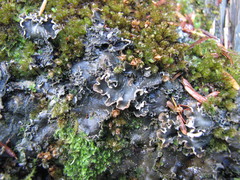 Peltigera elisabethae