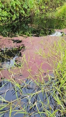 Azolla cristata