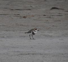 Charadrius falklandicus
