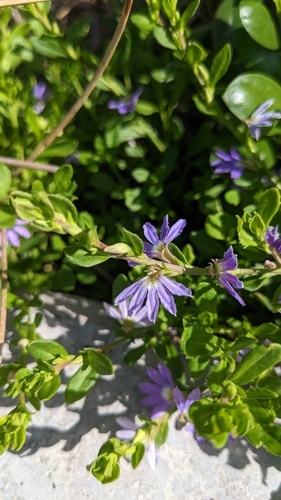 Image of Scaevola aemula by no rights reserved