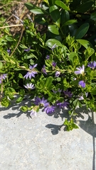 Scaevola aemula