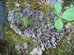 Peltigera elisabethae