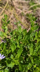 Scaevola aemula