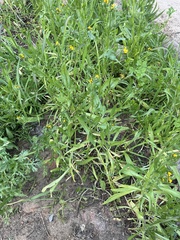 Amsinckia spectabilis