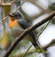 Cyornis