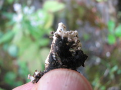 Peltigera elisabethae