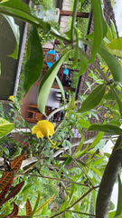 Allamanda cathartica