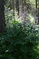 Dictamnus angustifolius