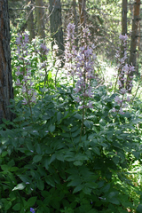 Dictamnus angustifolius