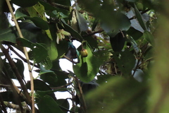 Tangara labradorides