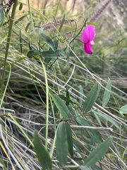 Lathyrus vestitus alefeldii