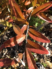 Lindera angustifolia