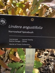 Lindera angustifolia