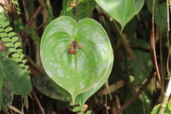 Pleurothallis cordata