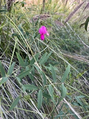 Lathyrus vestitus alefeldii