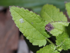 Stachys floridana