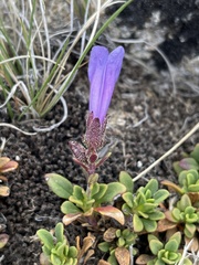 Penstemon davidsonii