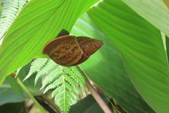 Lissachatina fulica
