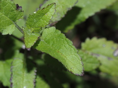 Stachys floridana