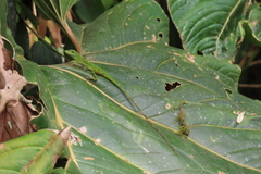 Anolis gemmosus
