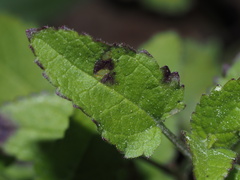 Stachys floridana