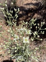 Frasera albomarginata