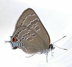 Satyrium calanus
