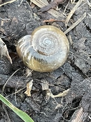 Oxychilus draparnaudi