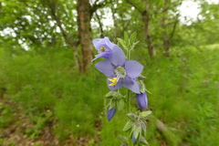 Polemonium acutiflorum