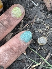 Oxychilus draparnaudi