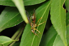 Sphecosoma