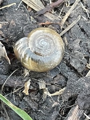 Oxychilus draparnaudi