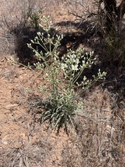 Frasera albomarginata